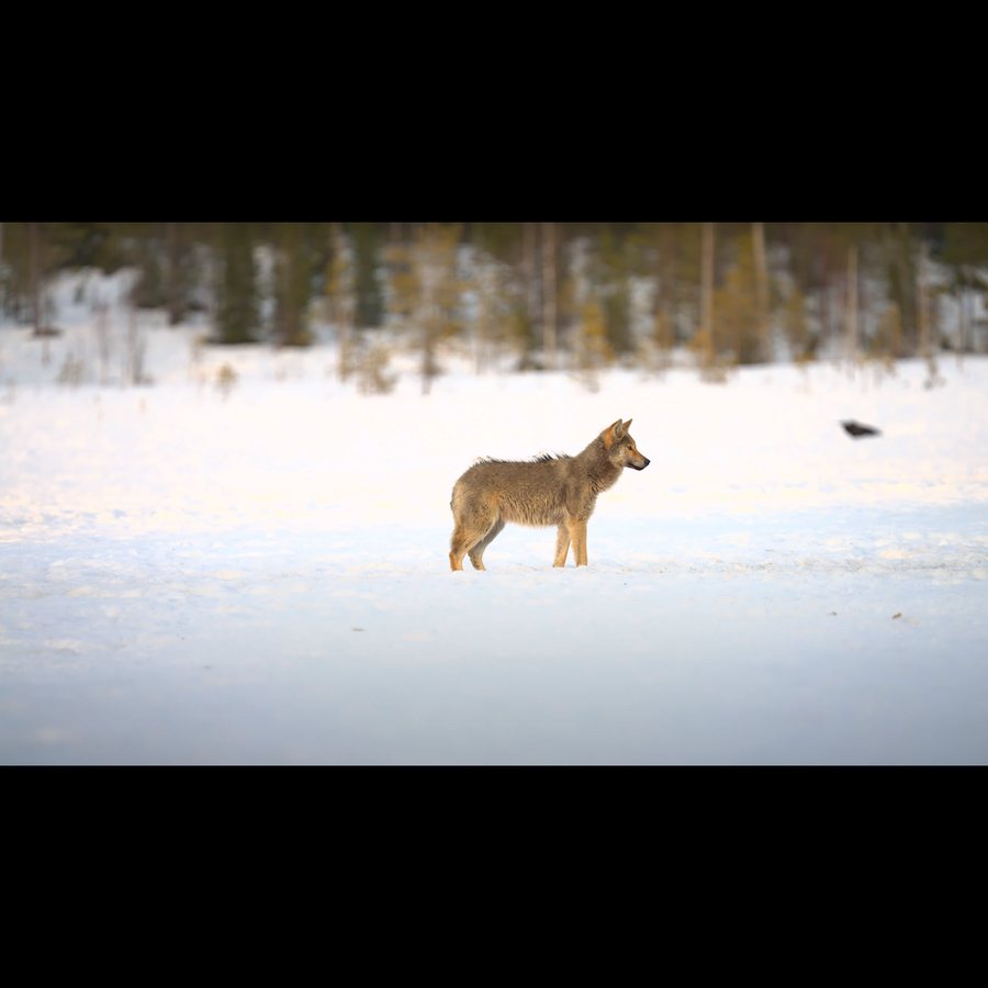 Redevenir, par petites touches, un loup. Affamé peut-être, mais libre.
